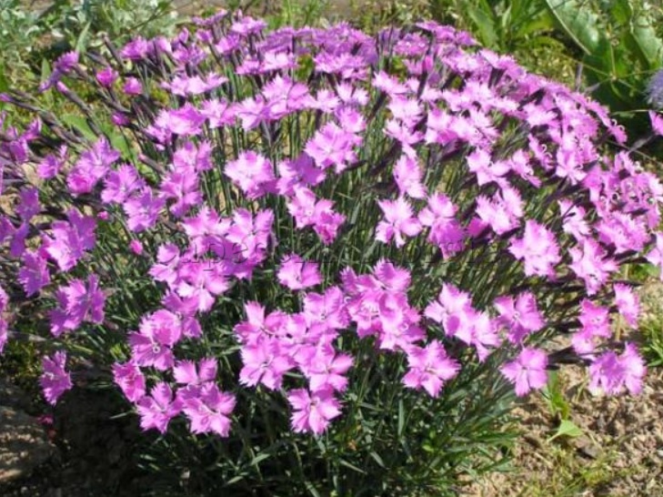 DIANTHUS pavonius (6021)